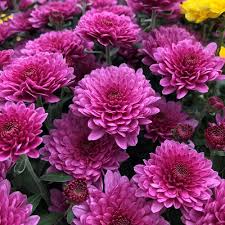 Chrysanthemums Flower